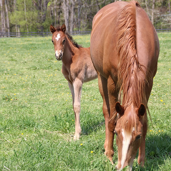 2015 colt, Dahess x Celeztina, Cre Run Farm
