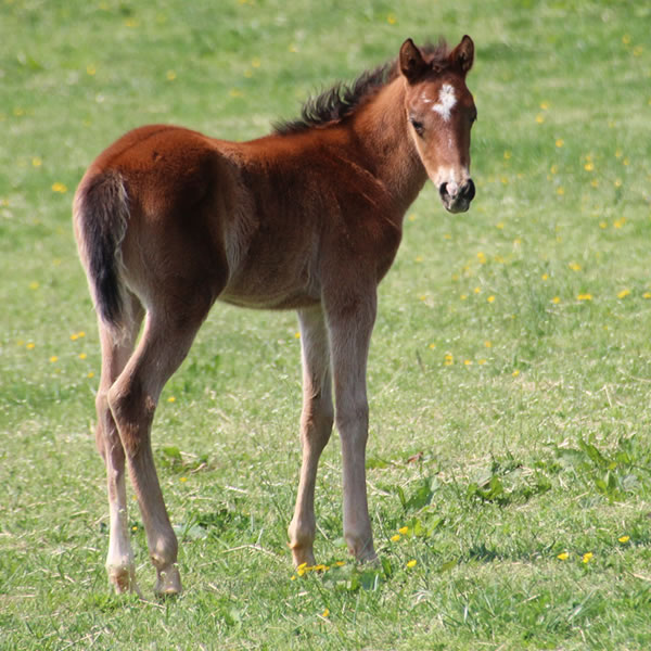 2015 colt, Dahess x Celeztina, Cre Run Farm