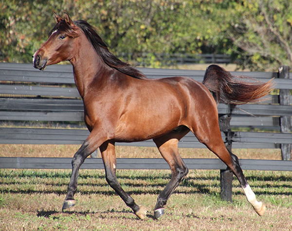 Cre Run Farm Arabian Racing Colt