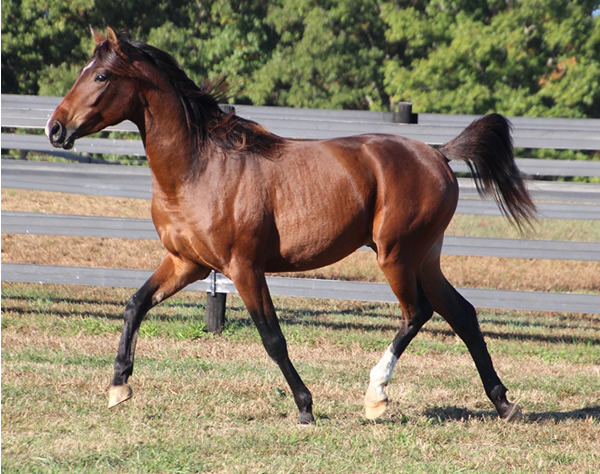 Cre Run Farm Arabian Racing Colt