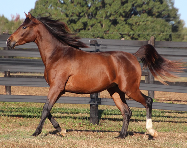 Cre Run Farm Arabian Racing Colt