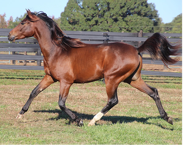 Cre Run Farm Arabian Racing Colt