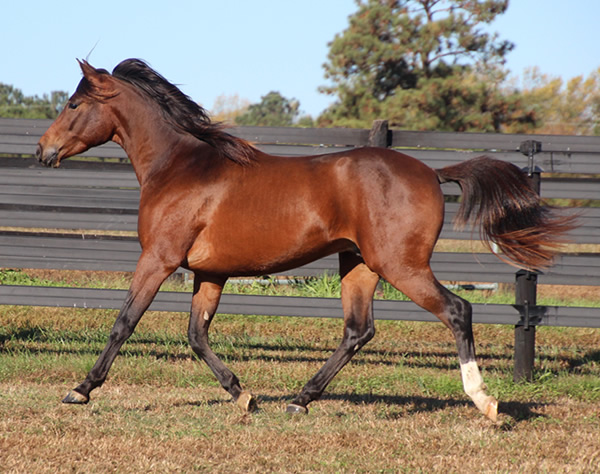 Cre Run Farm Arabian Racing Colt