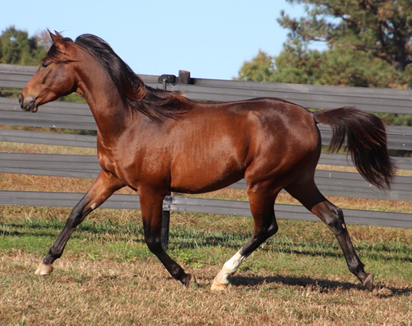 Cre Run Farm Arabian Racing Colt