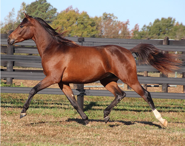 Cre Run Farm Arabian Racing Colt