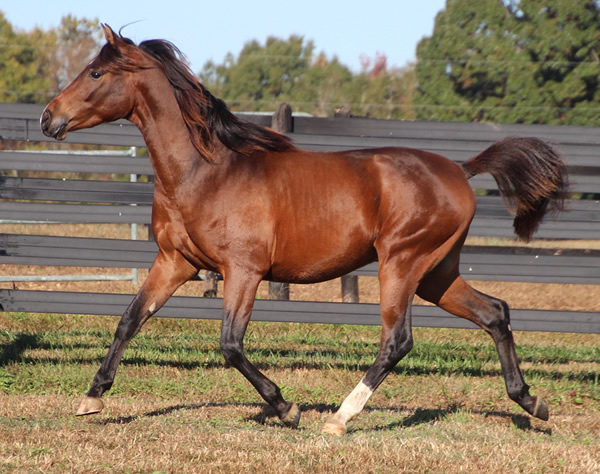 Cre Run Farm Arabian Racing Colt