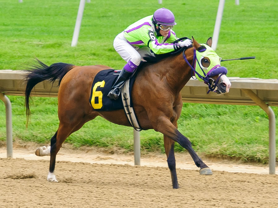 Colors In Motion - Arabian race winner bred by Cre Run