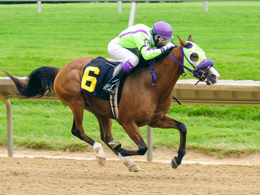 Colors In Motion - Arabian race winner bred by Cre Run
