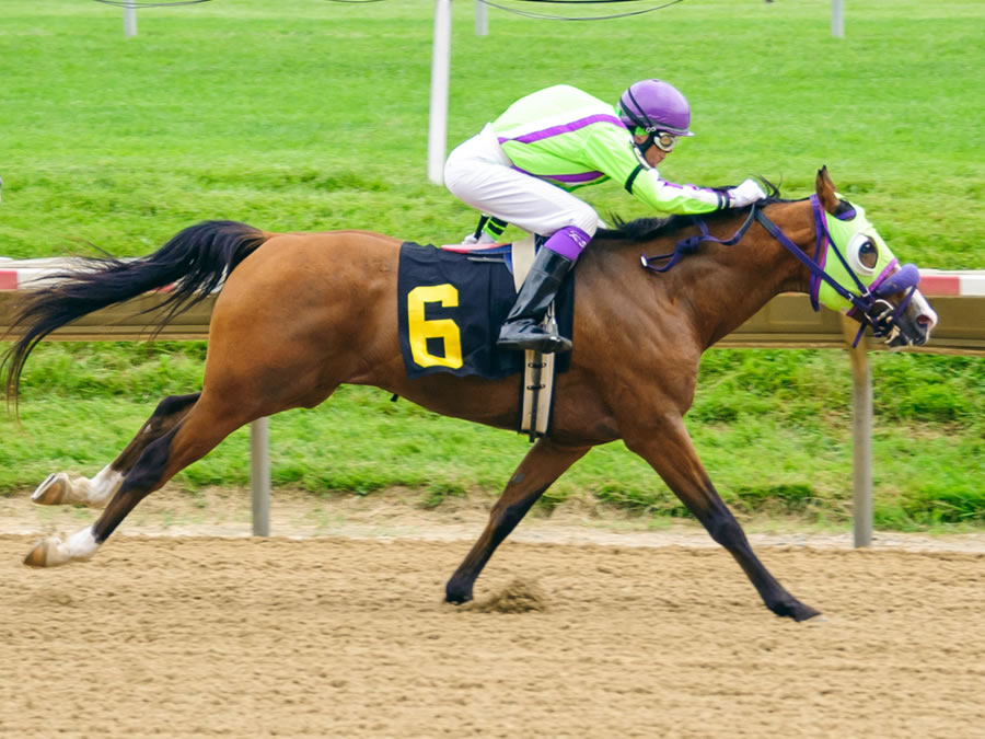 Colors In Motion - Arabian race winner bred by Cre Run