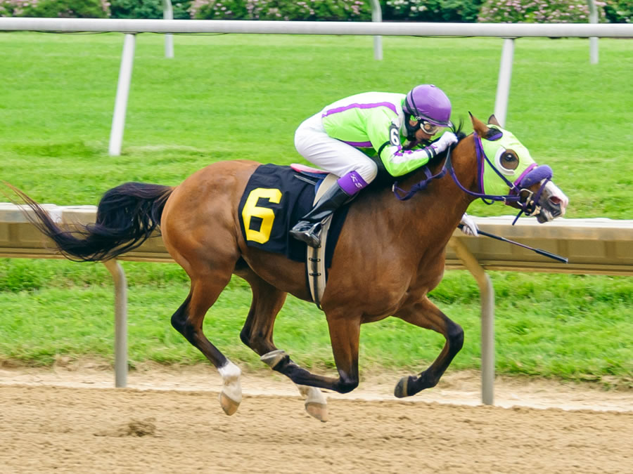 Colors In Motion - Arabian race winner bred by Cre Run