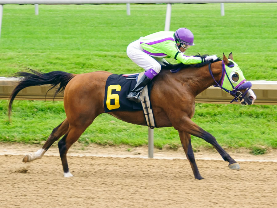 Colors In Motion - Arabian race winner bred by Cre Run