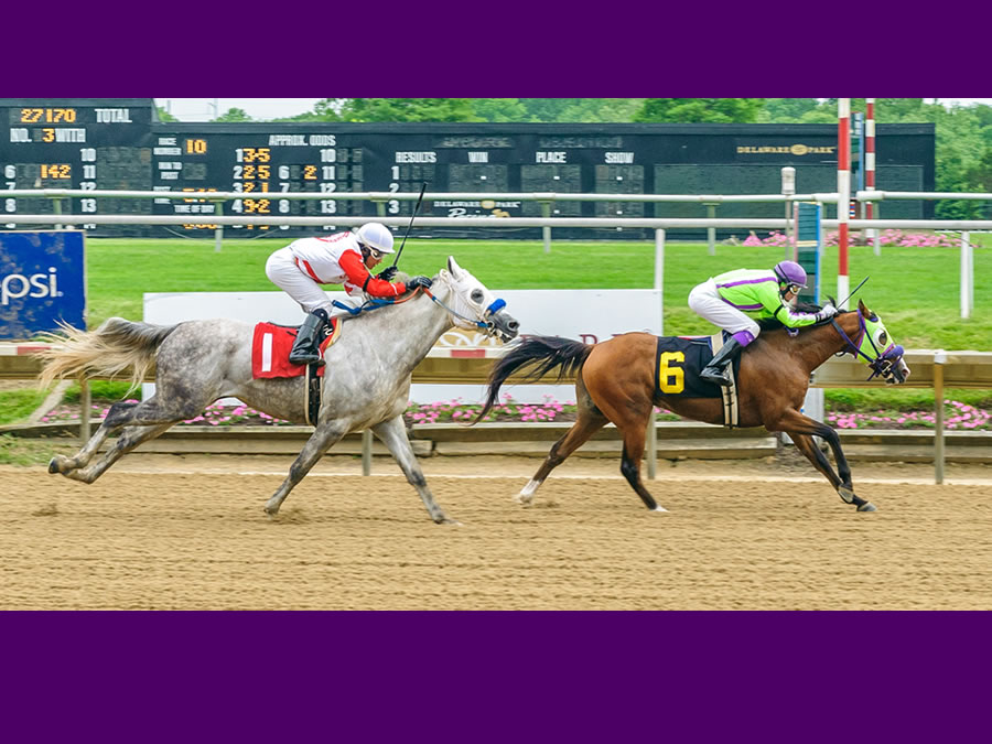 Colors In Motion - Arabian race winner bred by Cre Run