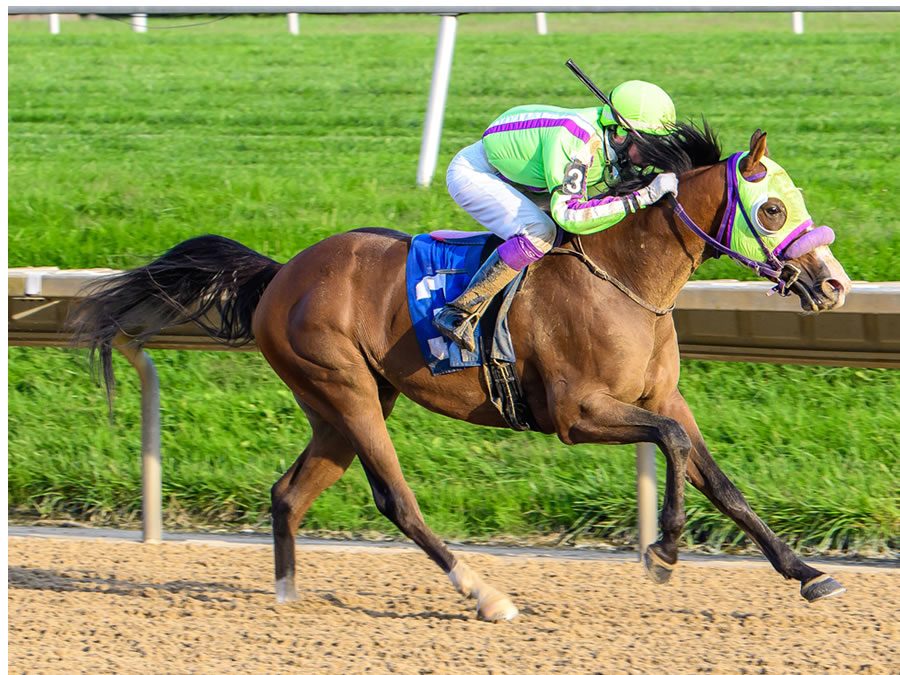 COLORS IN MOTION, BY DAHESS bred by CRE RUN FARM