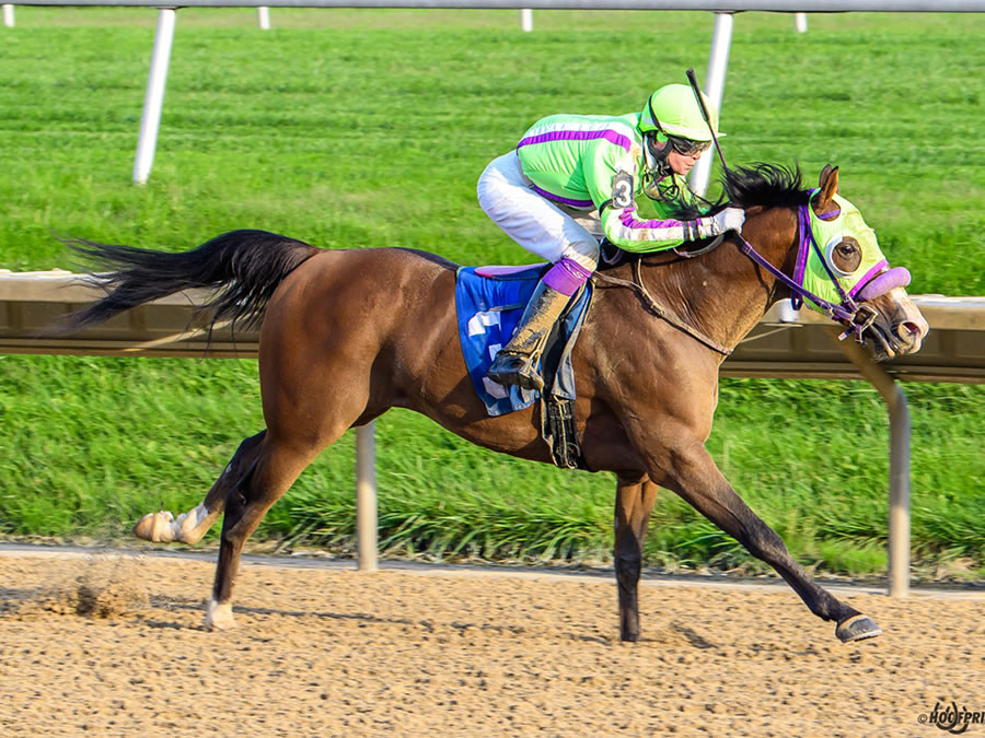 COLORS IN MOTION, BY DAHESS bred by CRE RUN FARM