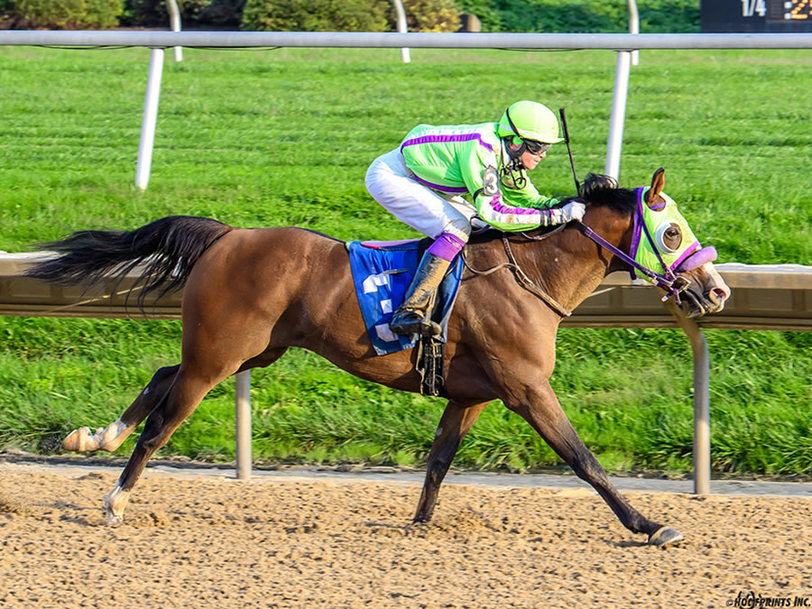 COLORS IN MOTION, BY DAHESS bred by CRE RUN FARM