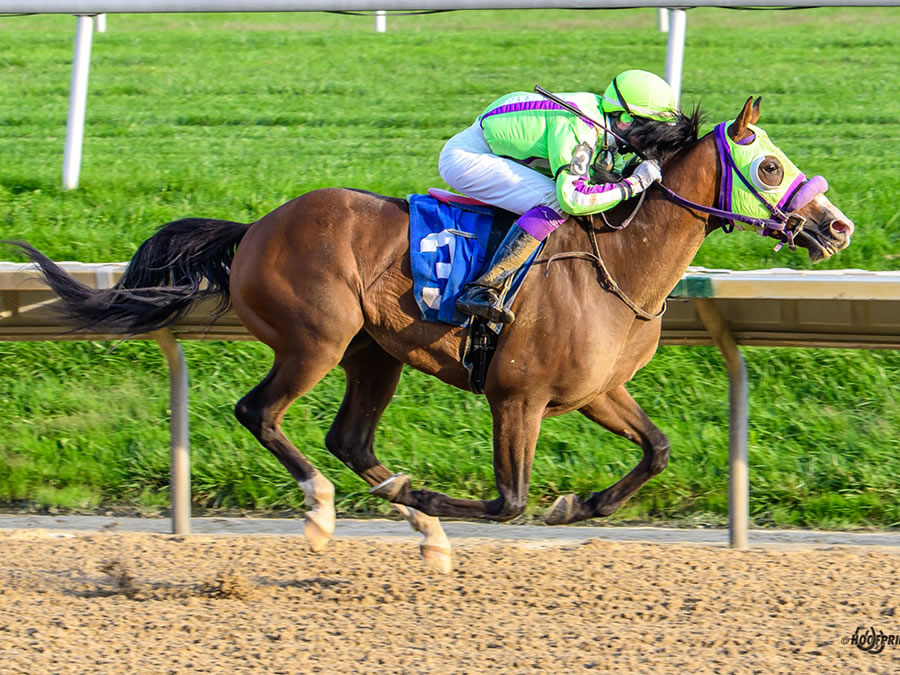 COLORS IN MOTION, BY DAHESS bred by CRE RUN FARM