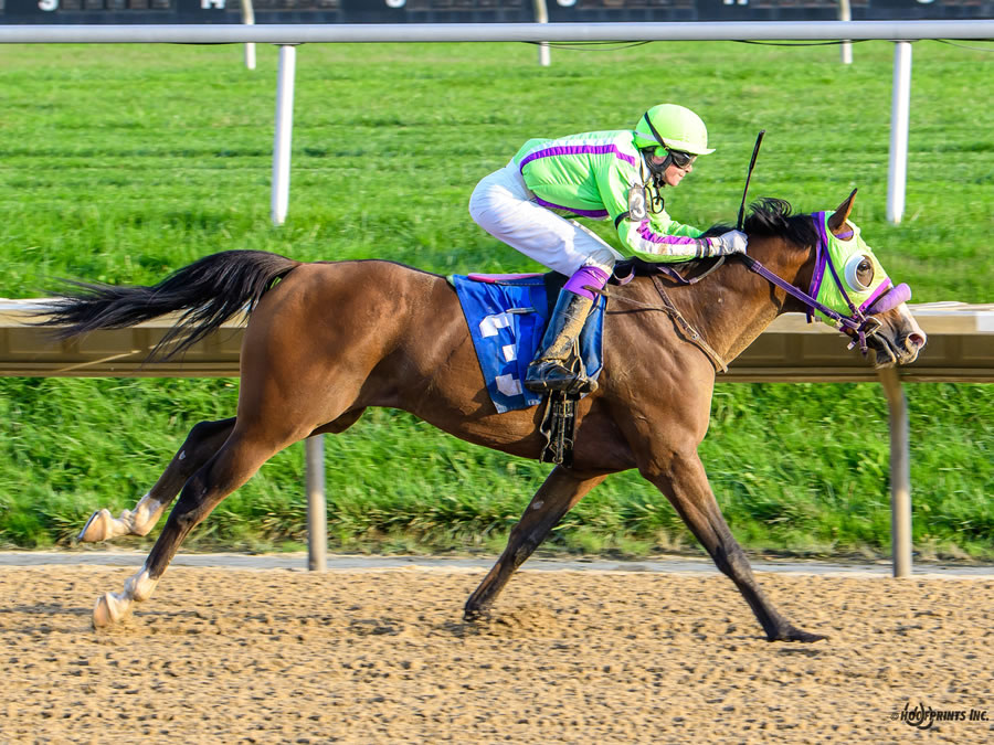 COLORS IN MOTION, BY DAHESS bred by CRE RUN FARM