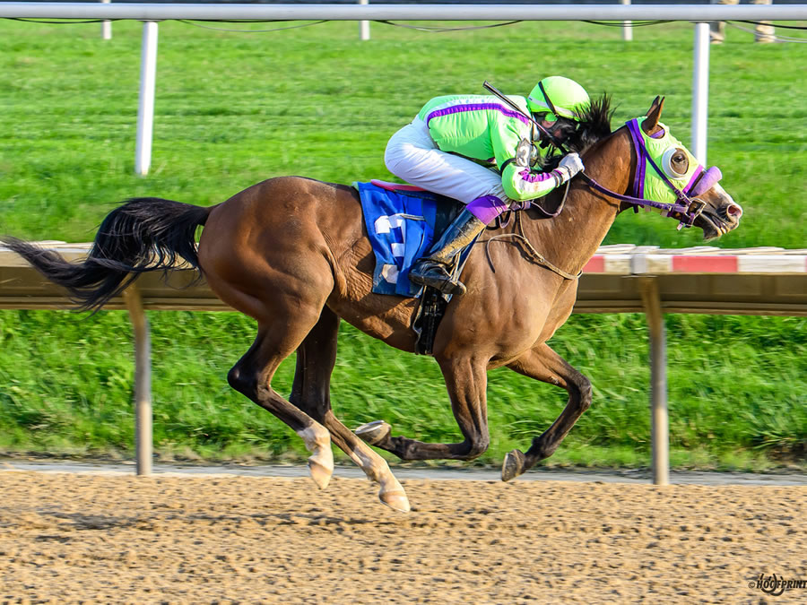 COLORS IN MOTION, BY DAHESS bred by CRE RUN FARM