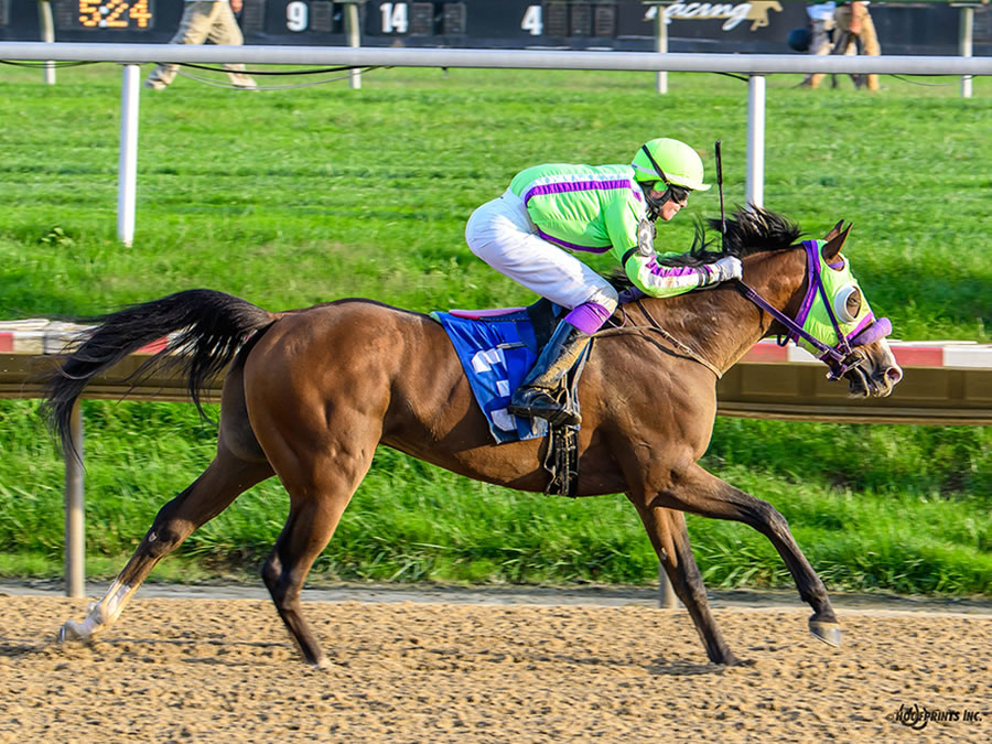 COLORS IN MOTION, BY DAHESS bred by CRE RUN FARM