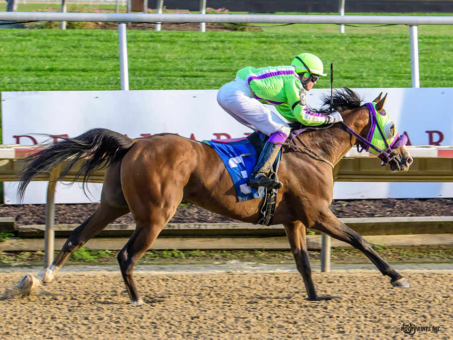 COLORS IN MOTION, BY DAHESS bred by CRE RUN FARM