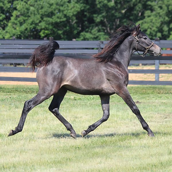 Daze Of Awe, Grilla x In Awe Dit, Bred by Cre Run Farm