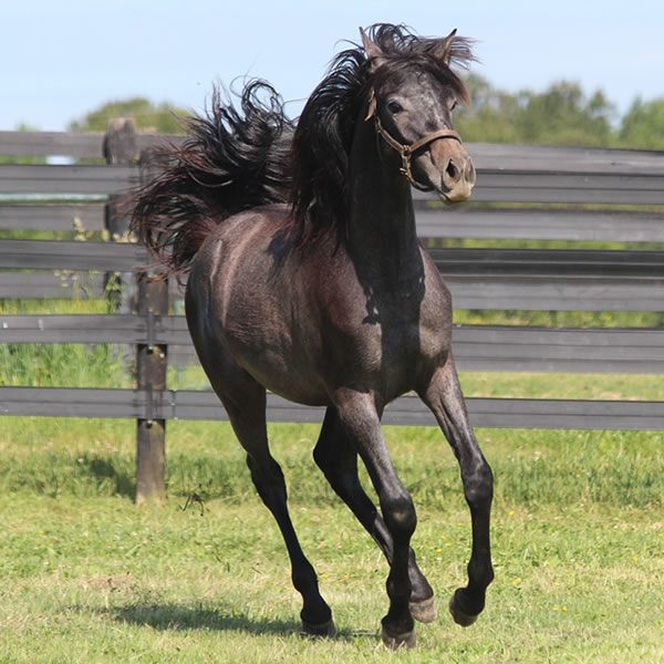 Daze Of Awe, Grilla x In Awe Dit, Bred by Cre Run Farm