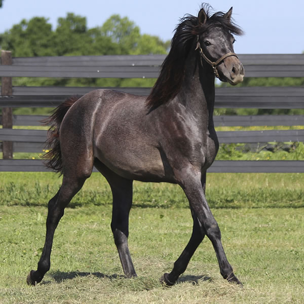 Daze Of Awe, Grilla x In Awe Dit, Bred by Cre Run Farm