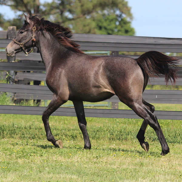 Daze Of Awe, Grilla x In Awe Dit, Bred by Cre Run Farm