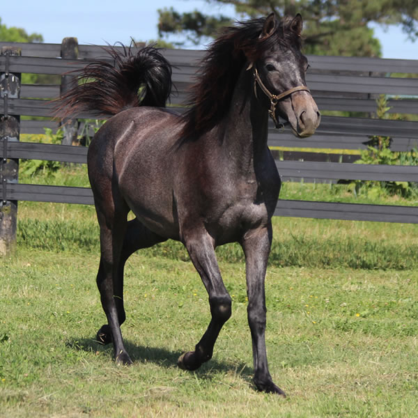 Daze Of Awe, Grilla x In Awe Dit, Bred by Cre Run Farm