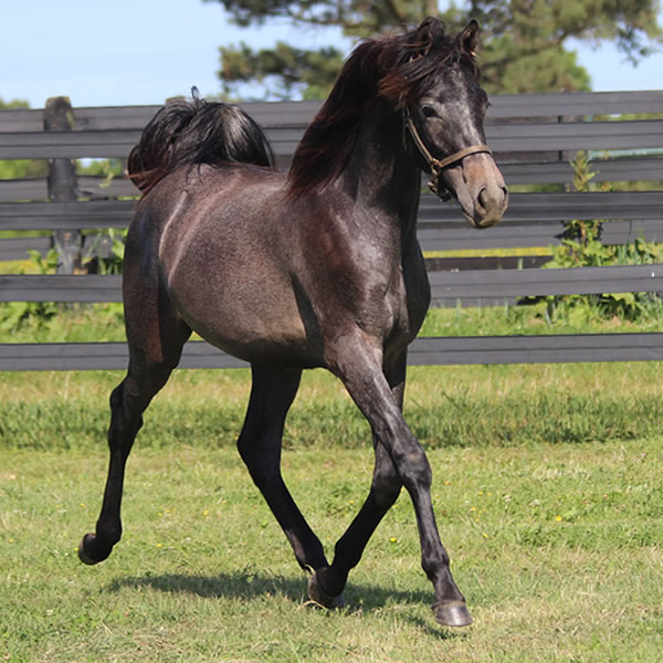 Daze Of Awe, Grilla x In Awe Dit, Bred by Cre Run Farm