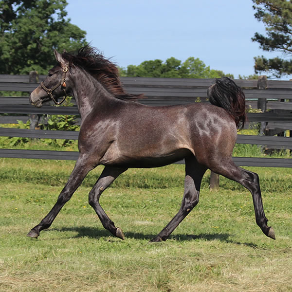 Daze Of Awe, Grilla x In Awe Dit, Bred by Cre Run Farm