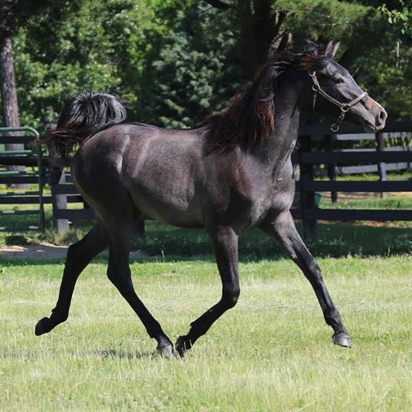 Daze Of Awe, Grilla x In Awe Dit, Bred by Cre Run Farm