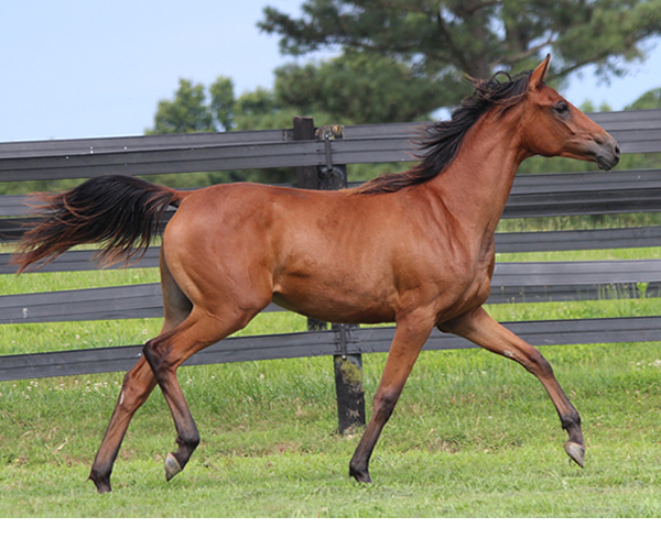 Sadeem x Grande Mistress -2015 filly Deemed A Mistress