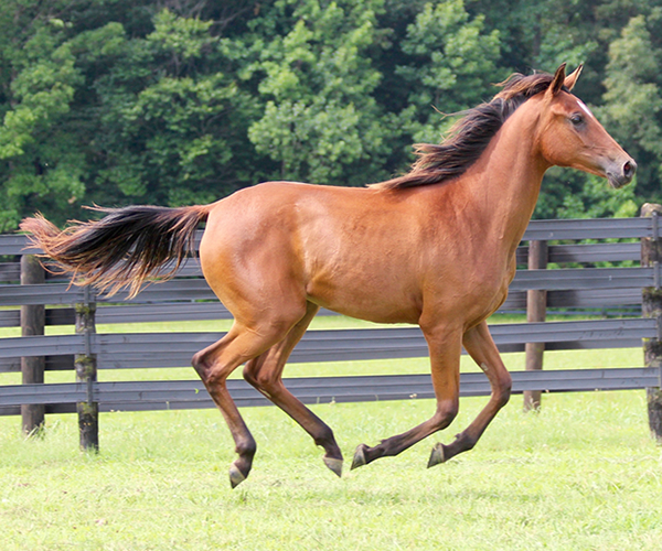 2015 filly Deemed A Mistress- Sadeem x Grande Mistress