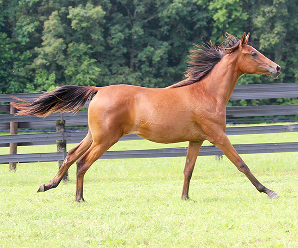 2015 filly Deemed A Mistress- Sadeem x Grande Mistress