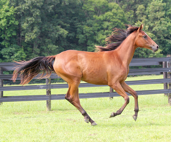 2015 filly Deemed A Mistress- Sadeem x Grande Mistress