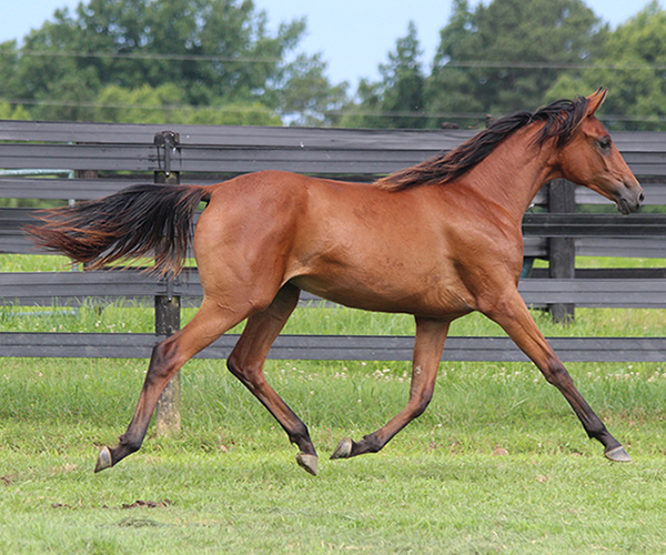 2015 filly Deemed A Mistress- Sadeem x Grande Mistress