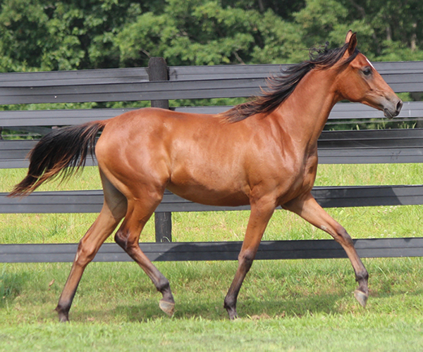 2015 filly Deemed A Mistress- Sadeem x Grande Mistress