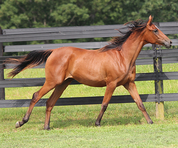 2015 filly Deemed A Mistress- Sadeem x Grande Mistress