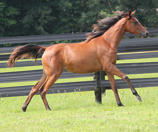 2015 filly Deemed A Mistress- Sadeem x Grande Mistress