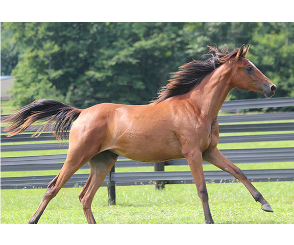 2015 filly Deemed A Mistress- Sadeem x Grande Mistress