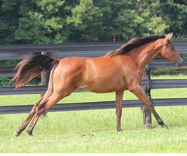 2015 filly Deemed A Mistress- Sadeem x Grande Mistress