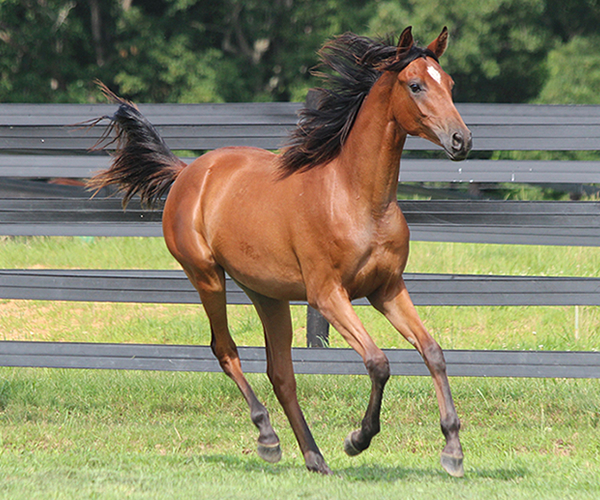 2015 filly Deemed A Mistress- Sadeem x Grande Mistress