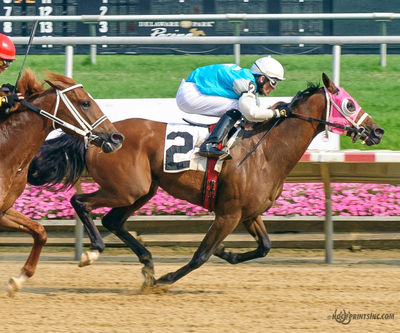 2011 Purebred Arabian Stallion bred by Cre Run