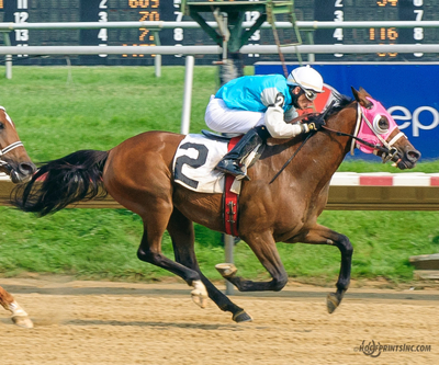 2011 Purebred Arabian Stallion bred by Cre Run