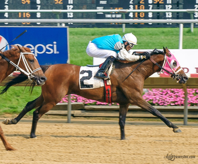 2011 Purebred Arabian Stallion bred by Cre Run