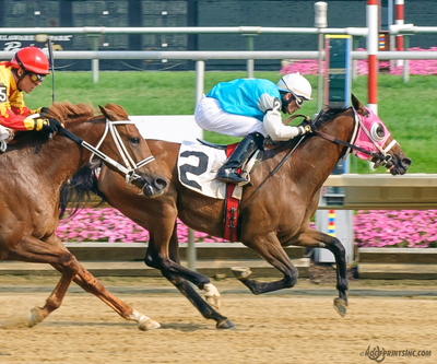 2011 Purebred Arabian Stallion bred by Cre Run