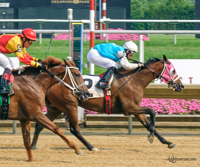 2011 Purebred Arabian Stallion bred by Cre Run