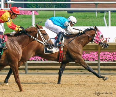 2011 Purebred Arabian Stallion bred by Cre Run