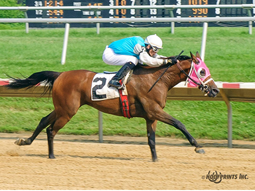 2011 Purebred Arabian Stallion bred by Cre Run